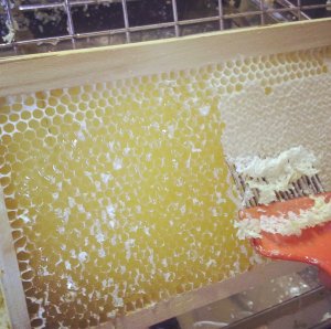 favo_smielato_acacia