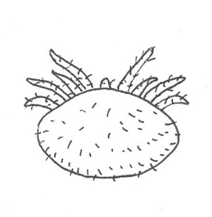 varroa