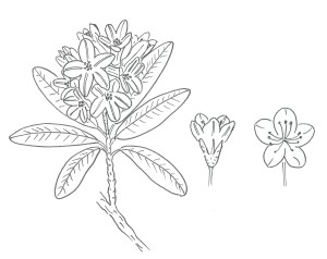 Rododendro_disegno_piccolo